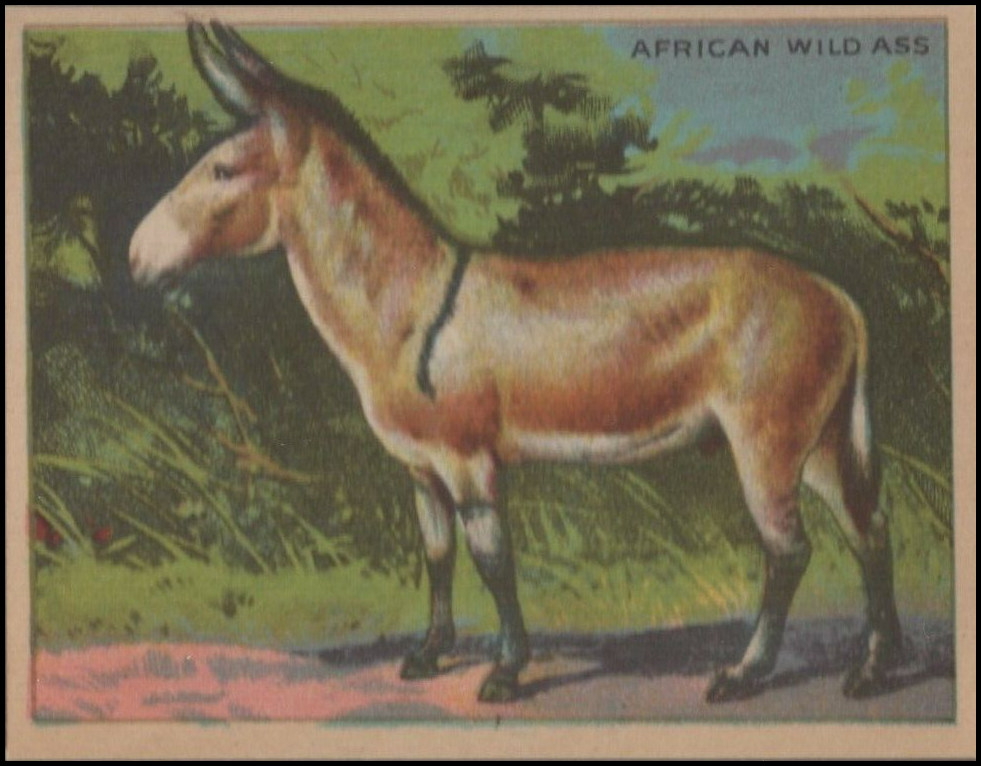 33 African Wild Ass